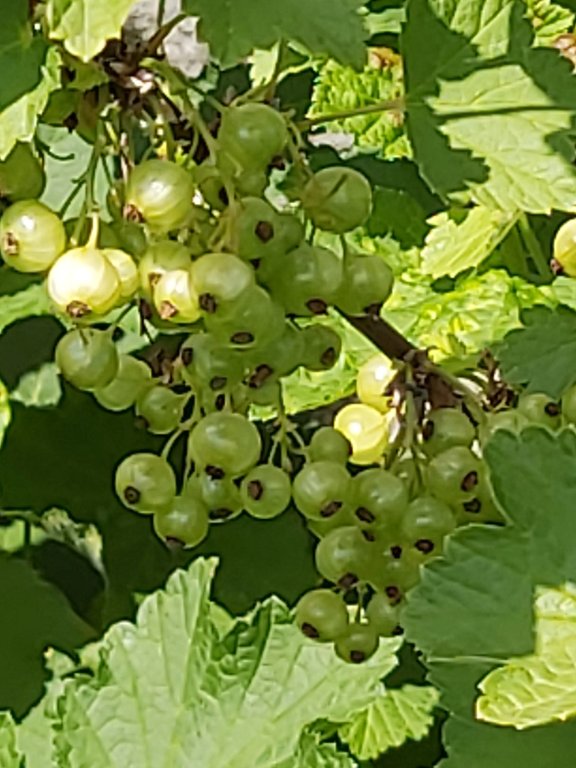 210529 groseilles.jpg