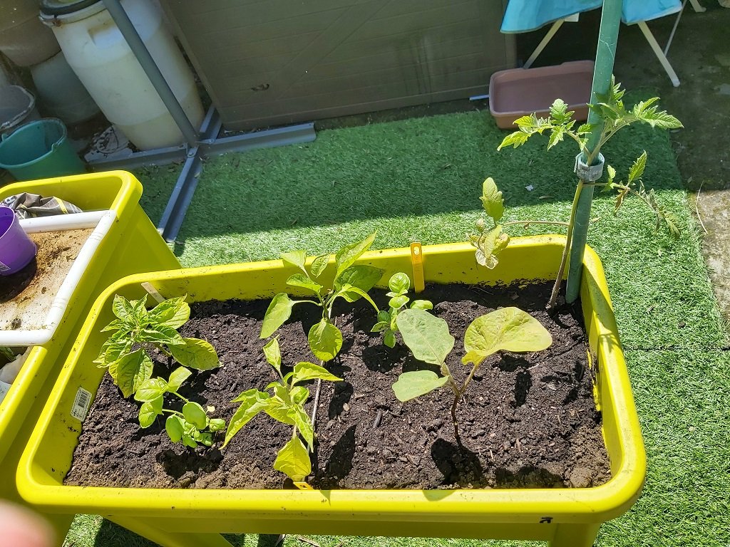 210529 jardinière dans la cour.jpg