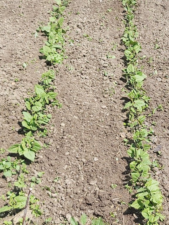210529 lignes de haricots.jpg