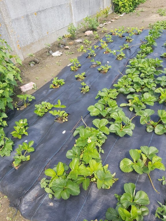 210529 nouveau parc à fraises.jpg