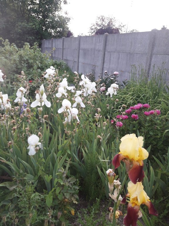 210603 iris bicolores.jpg