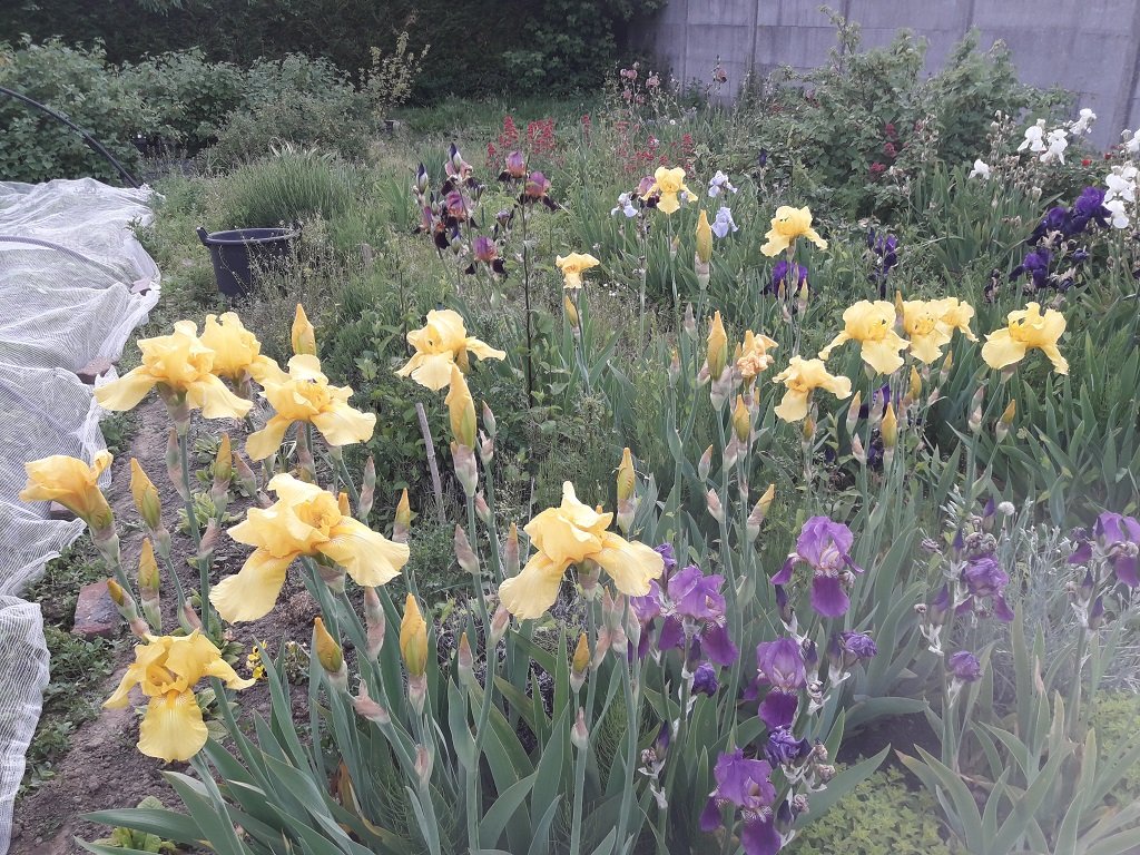210603 iris jaunes.jpg