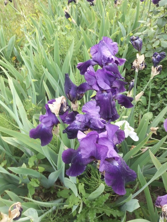 210603 iris violets.jpg