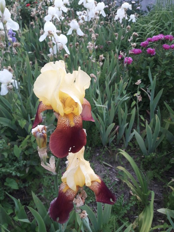 210603 iris.jpg