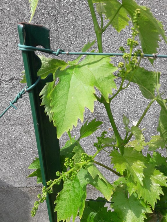 210603 muscat en fleur.jpg