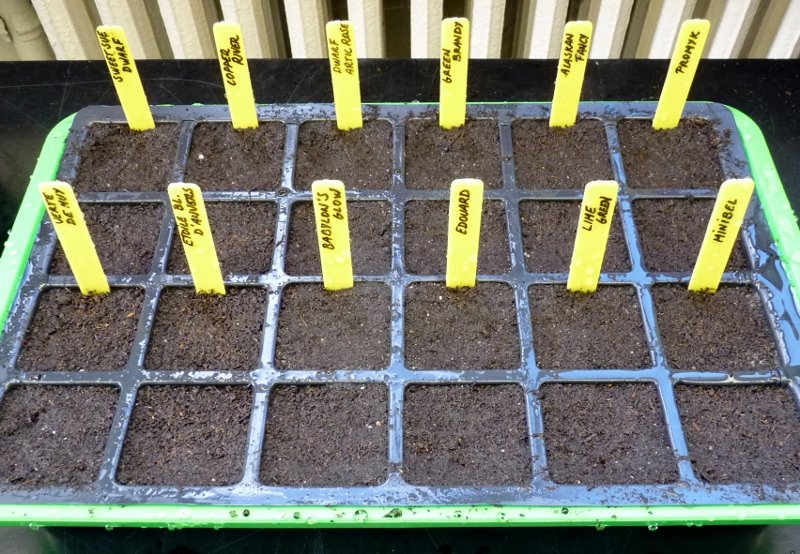 semis tomate 002 (800x554).jpg