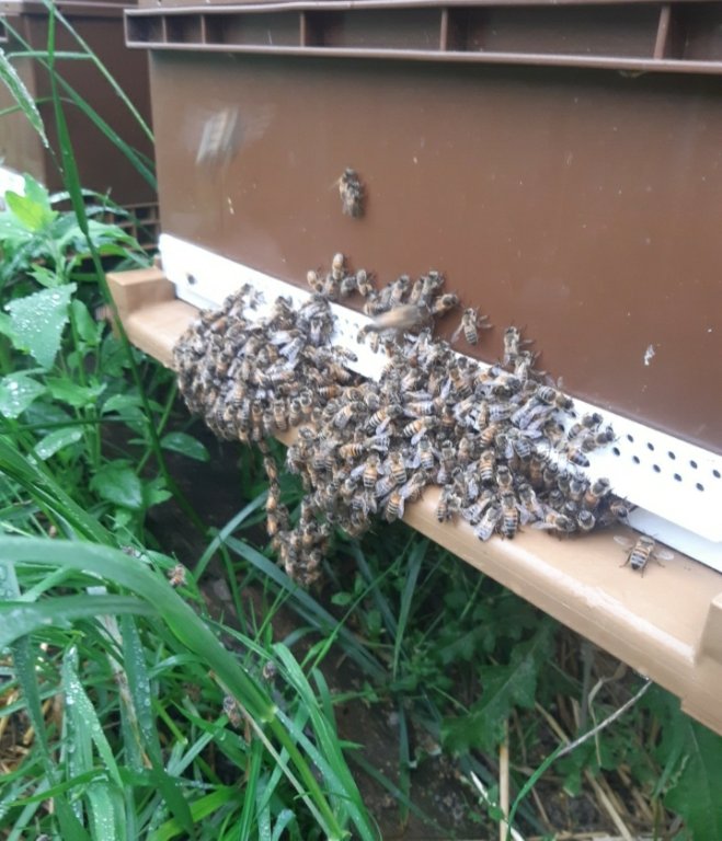 Les abeilles font la barbe