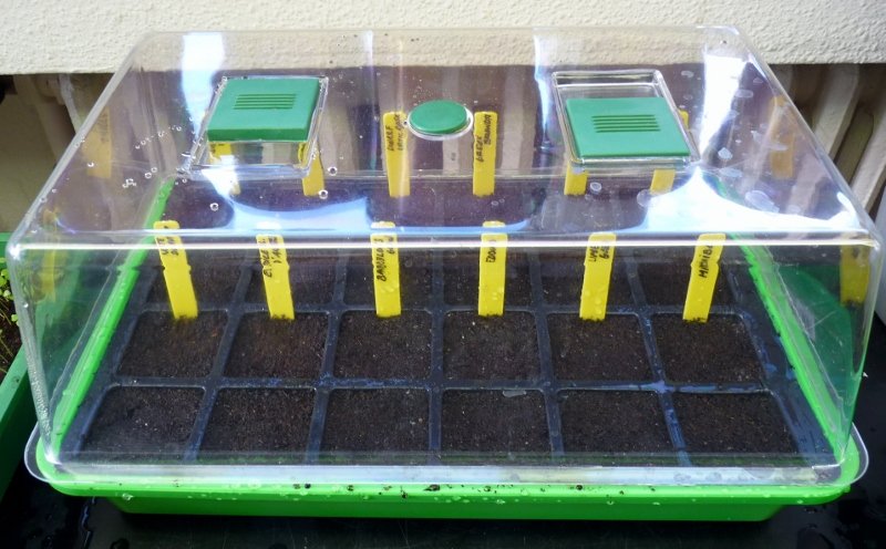 semis tomate 003 (800x496).jpg