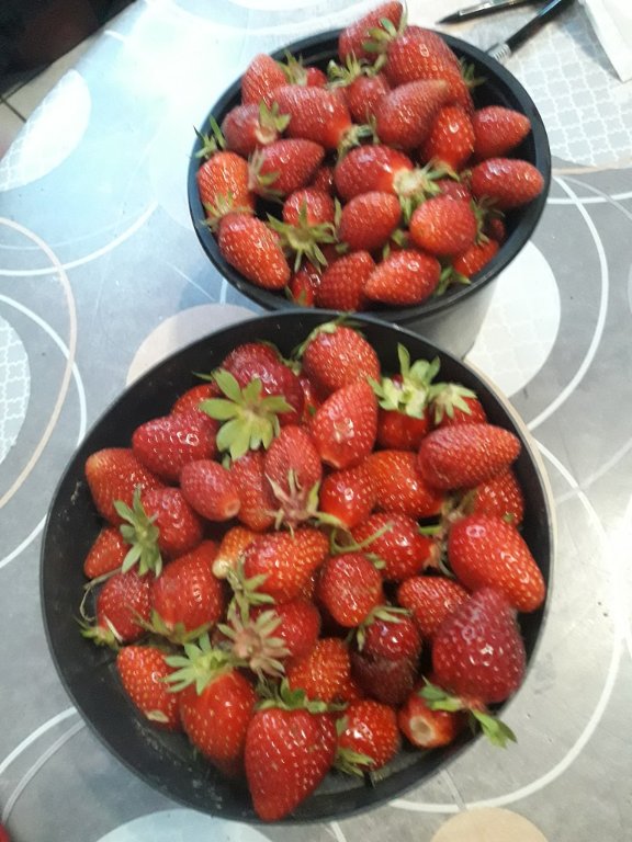 210607 récolte de fraises.jpg