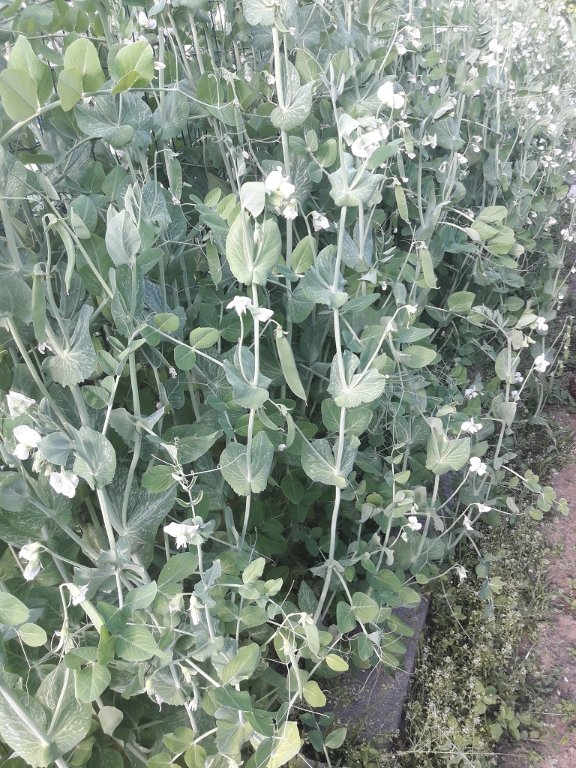 210609 petits pois.jpg