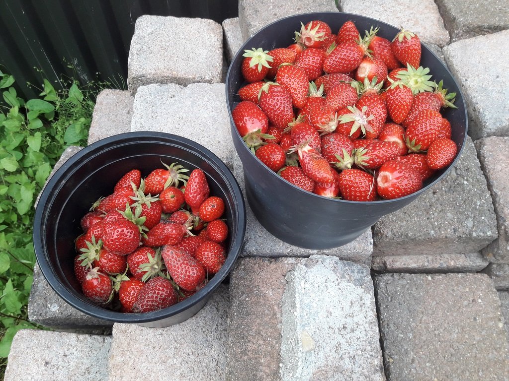 210612 récolte de fraises.jpg