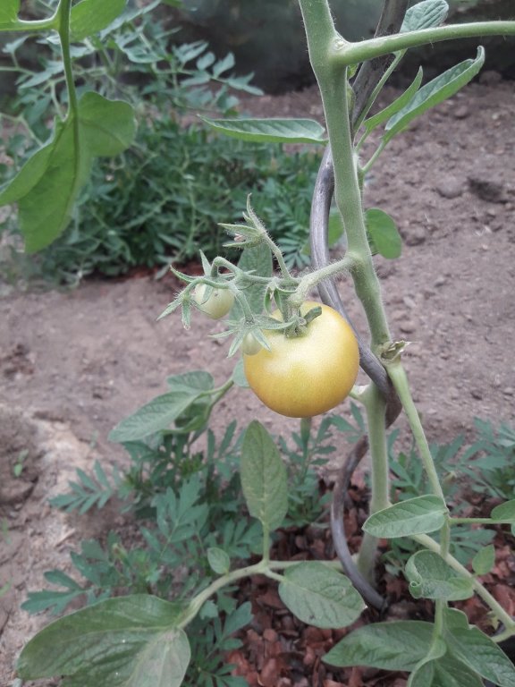 210612 tomate matina.jpg