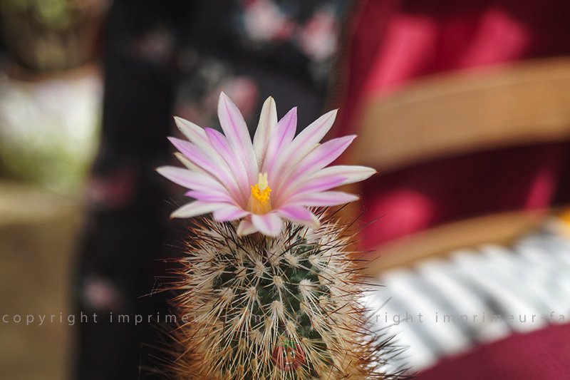 gymnocactus beguinii.u.senilis3.jpg