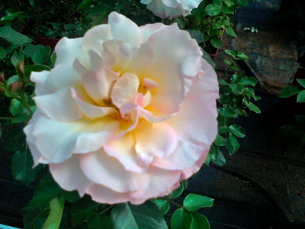 rosedelourdes.jpeg