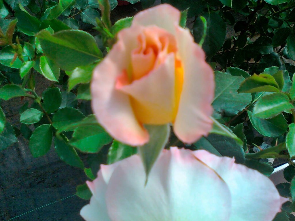 bouton rosedelourdes.jpeg