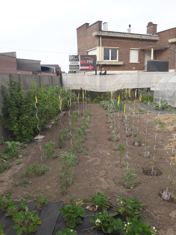 210617 parc à tomates extérieur.jpg