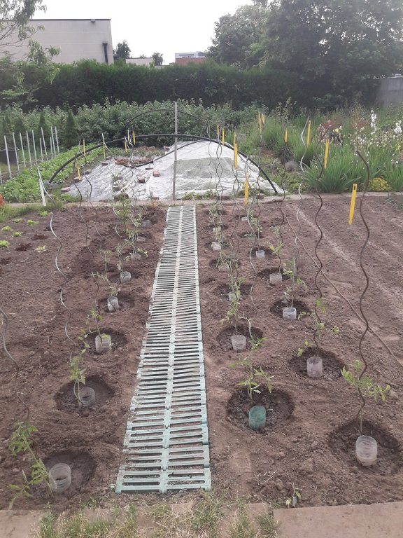 210617 parc à tomates.jpg