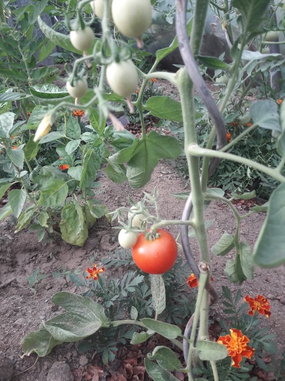 210617 tomate Matina.jpg