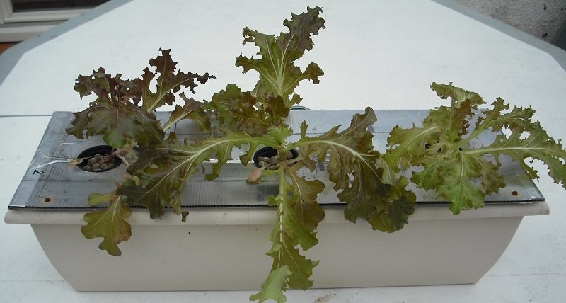 Salade 3.jpg