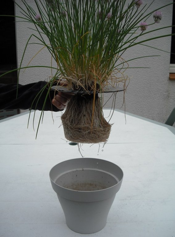 Ciboulette.jpg