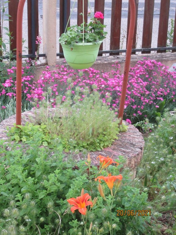 fleurs 20juin.jpeg