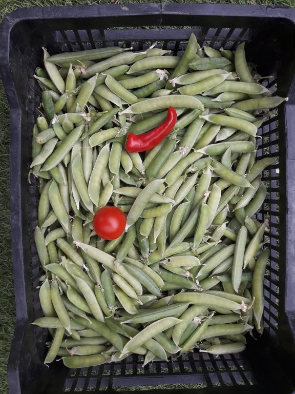 210620 récolte de petits pois.jpg