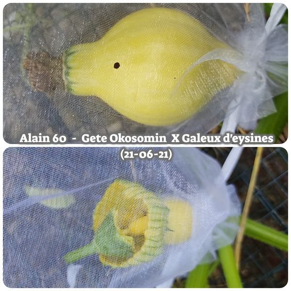 Hybride  Gete Okosomin x galeux d'eysines 21-06-2021.jpg