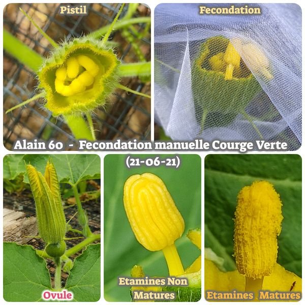 Courge Verte Okkaido 2021.jpg