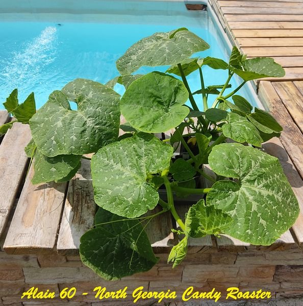 Courge North Georgia Candy Roaster 1.jpg
