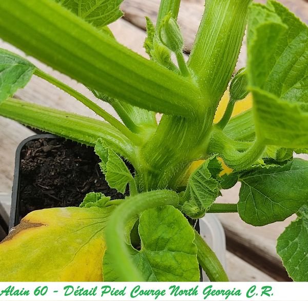 Courge North Georgia Candy Roaster Pied.jpg