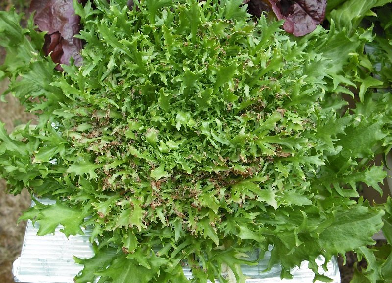 Salade 11.jpg