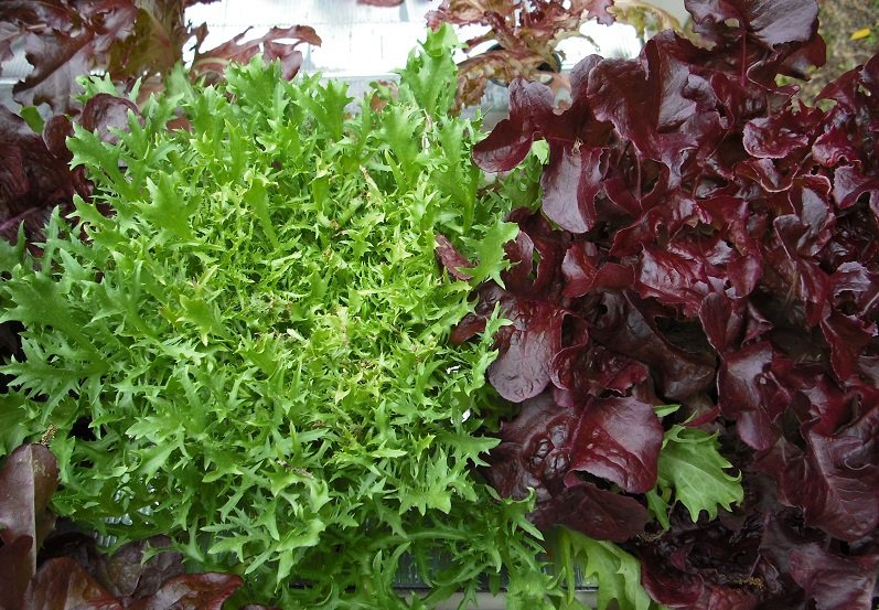 Salade 10.jpg