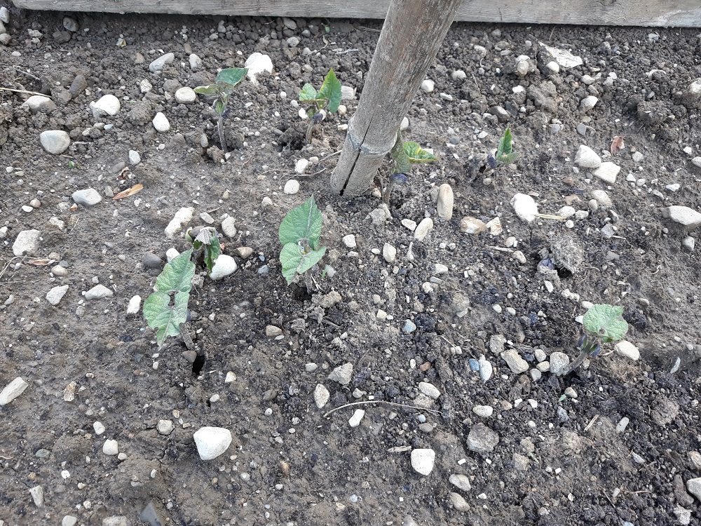 haricots de Lydie.jpg