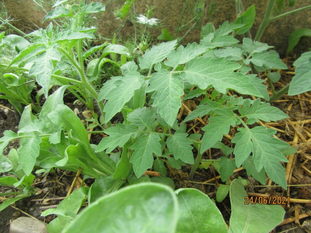 tomates spont.jpeg