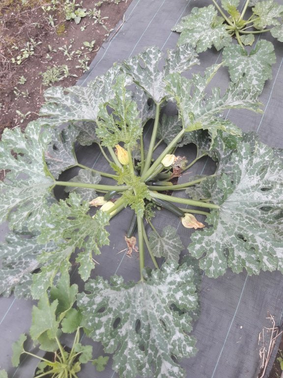 210624 courgette.jpg