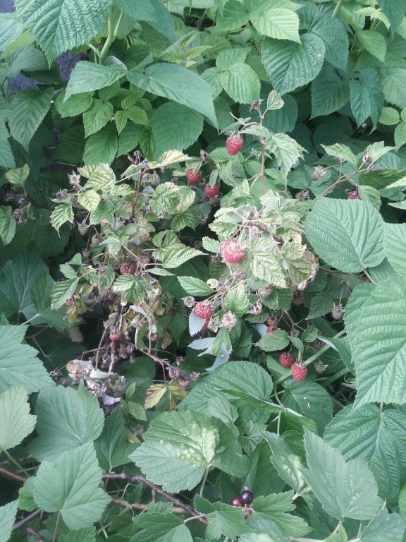 210624 framboises.jpg