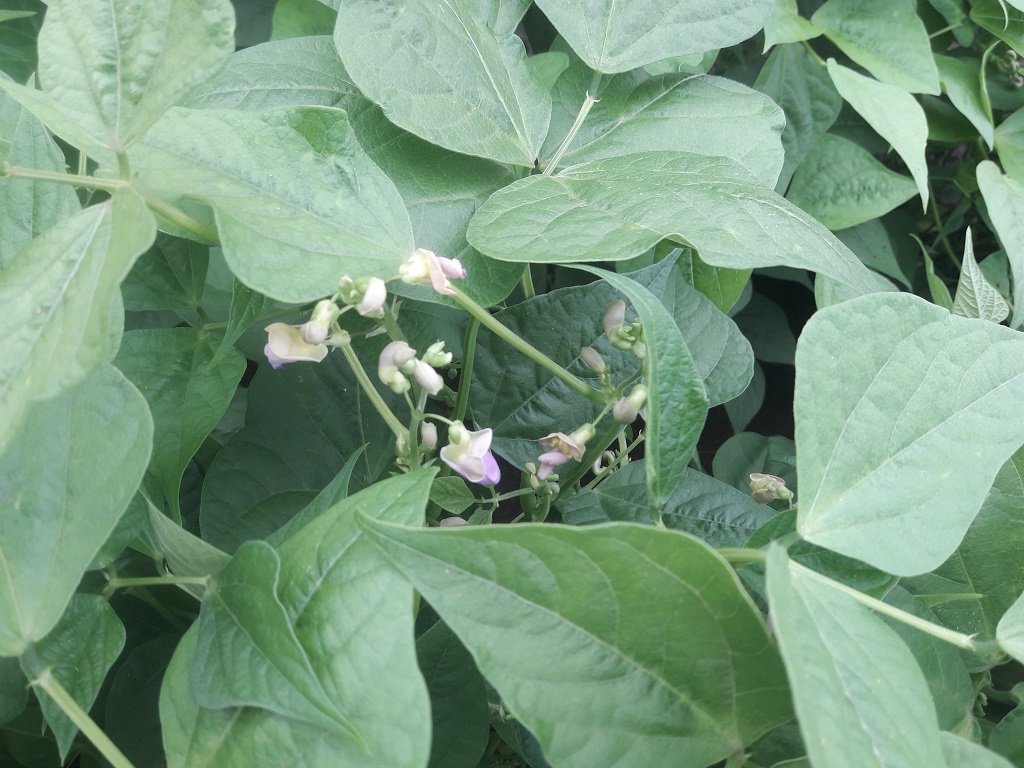 210624 haricots en fleur.jpg