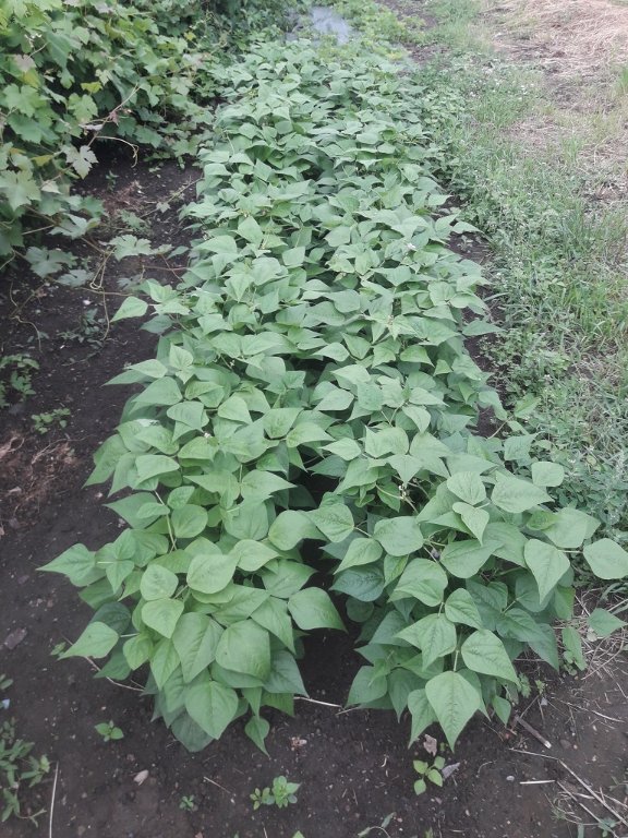 210624 haricots verts.jpg