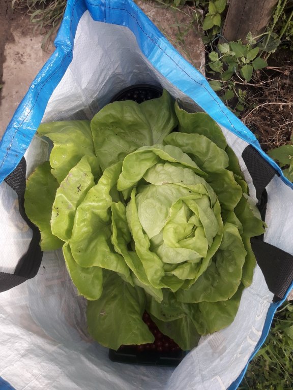 210624 salade pour le soir.jpg