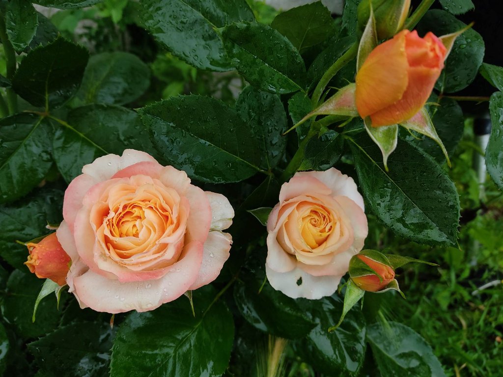 rosier orangé cours 21.jpg