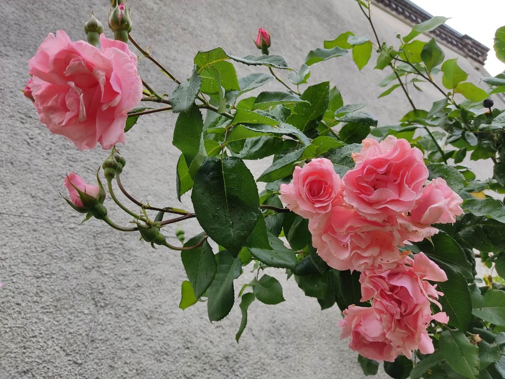 rosier grimpant 2.jpg