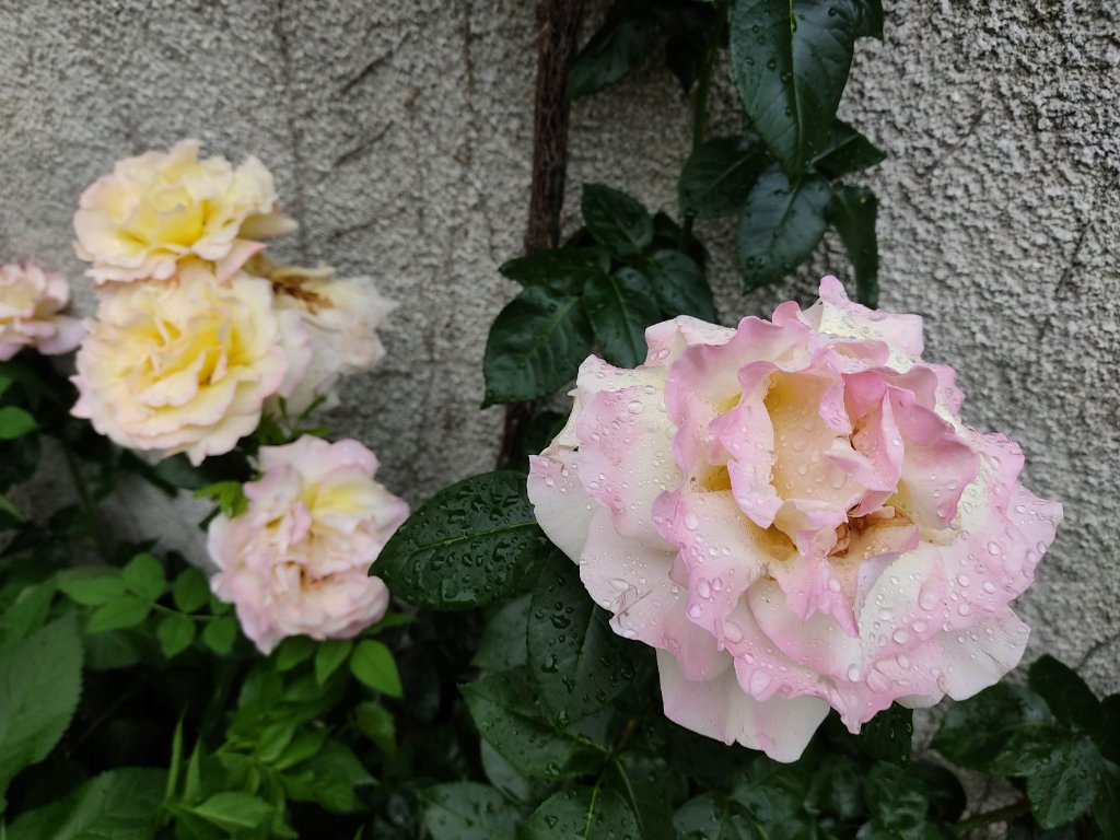 rosier grimpant 1 .jpg