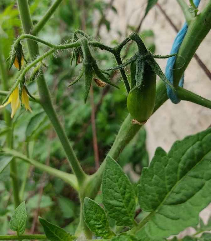 san marzano 06 21 (2).jpg
