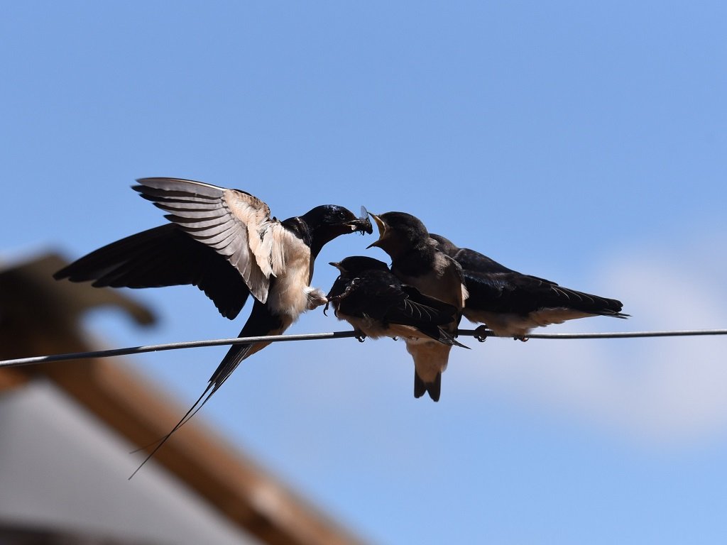 DSC_2756.JPG