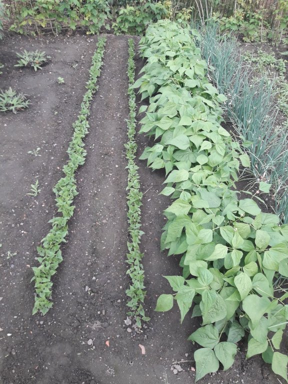 210628 2 lignes de haricots verts.jpg