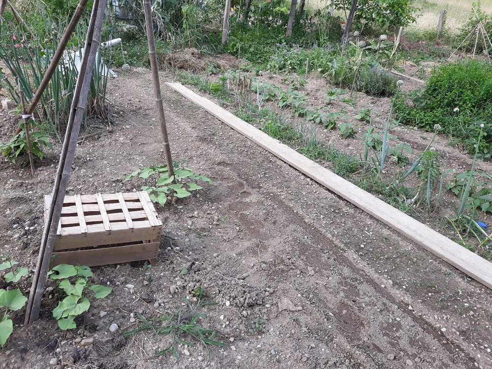 au premier plan /haricots grimpants