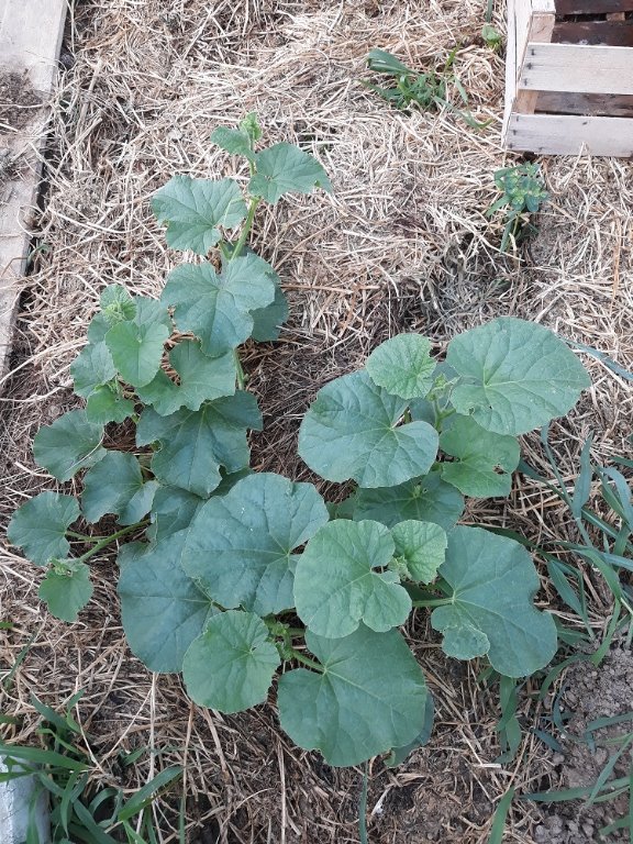 melon de la Creuse