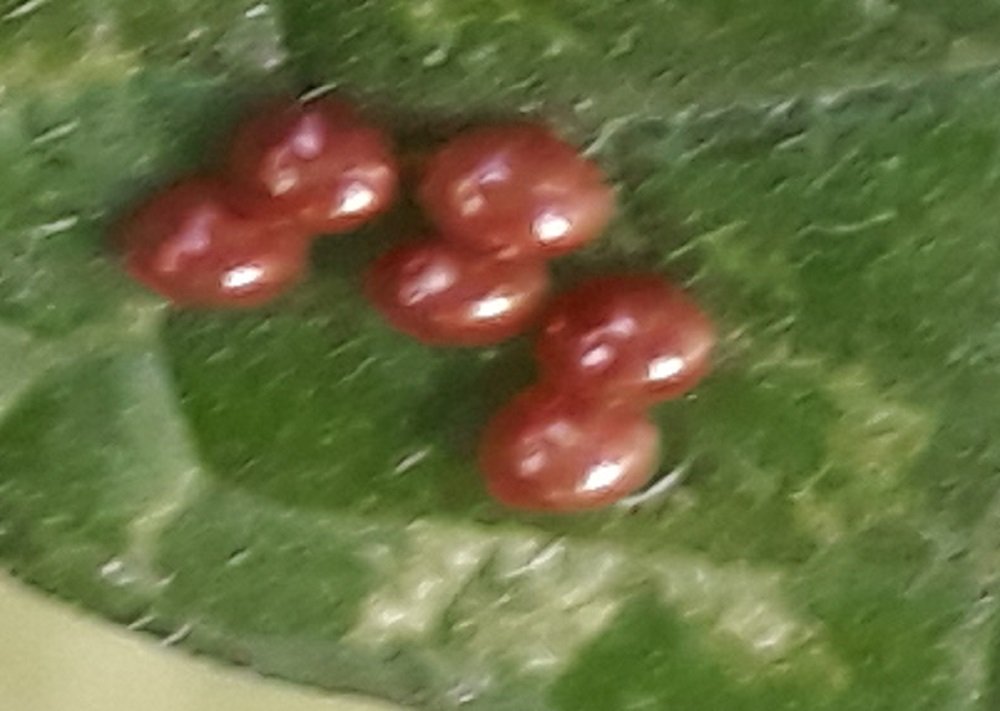 oeufs 1.jpg