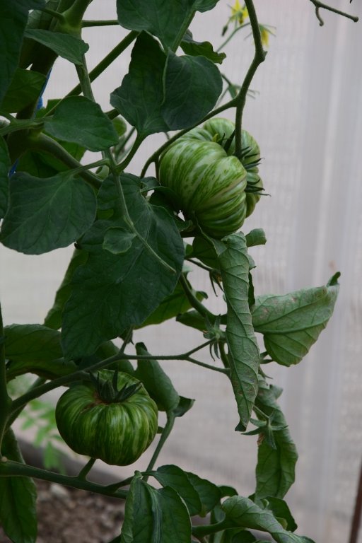 DSC_0056.JPG