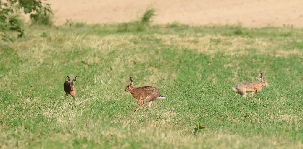 DSC_1581.JPG